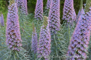 Pride of Madeira blooms in spring, Carlsbad, California, Echium fastuosum