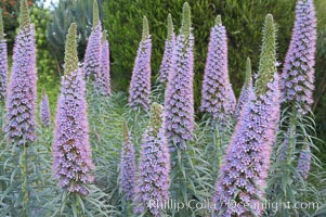 Pride of Madeira blooms in spring, Carlsbad, California, Echium fastuosum