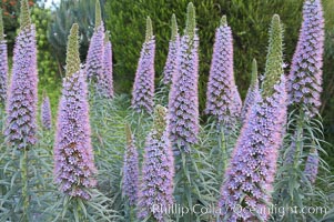 Pride of Madeira blooms in spring, Carlsbad, California, Echium fastuosum