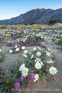 Dune evening primrose (white) and sand verbena (purple) mix in beautiful wildflower bouquets during the spring bloom in Anza-Borrego Desert State Park, Abronia villosa, Oenothera deltoides, Borrego Springs, California