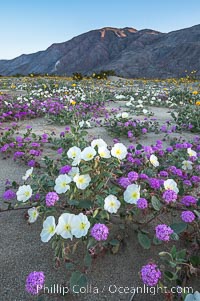 Dune evening primrose (white) and sand verbena (purple) mix in beautiful wildflower bouquets during the spring bloom in Anza-Borrego Desert State Park, Abronia villosa, Oenothera deltoides, Borrego Springs, California