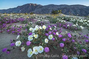 Dune evening primrose (white) and sand verbena (purple) mix in beautiful wildflower bouquets during the spring bloom in Anza-Borrego Desert State Park, Abronia villosa, Oenothera deltoides, Borrego Springs, California