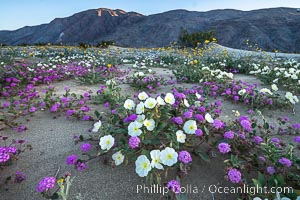 Dune evening primrose (white) and sand verbena (purple) mix in beautiful wildflower bouquets during the spring bloom in Anza-Borrego Desert State Park, Abronia villosa, Oenothera deltoides, Borrego Springs, California