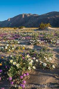 Dune evening primrose (white) and sand verbena (purple) mix in beautiful wildflower bouquets during the spring bloom in Anza-Borrego Desert State Park, Abronia villosa, Oenothera deltoides, Borrego Springs, California