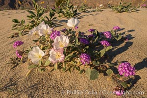 Dune evening primrose (white) and sand verbena (purple) mix in beautiful wildflower bouquets during the spring bloom in Anza-Borrego Desert State Park, Abronia villosa, Oenothera deltoides, Borrego Springs, California