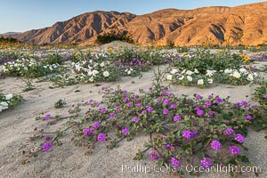 Dune evening primrose (white) and sand verbena (purple) mix in beautiful wildflower bouquets during the spring bloom in Anza-Borrego Desert State Park, Abronia villosa, Oenothera deltoides, Borrego Springs, California