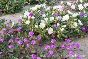 Dune evening primrose (white) and sand verbena (purple) mix in beautiful wildflower bouquets during the spring bloom in Anza-Borrego Desert State Park, Abronia villosa, Oenothera deltoides, Borrego Springs, California