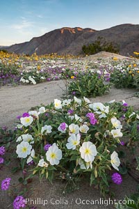 Dune evening primrose (white) and sand verbena (purple) mix in beautiful wildflower bouquets during the spring bloom in Anza-Borrego Desert State Park, Abronia villosa, Oenothera deltoides, Borrego Springs, California