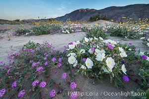 Dune evening primrose (white) and sand verbena (purple) mix in beautiful wildflower bouquets during the spring bloom in Anza-Borrego Desert State Park, Abronia villosa, Oenothera deltoides, Borrego Springs, California