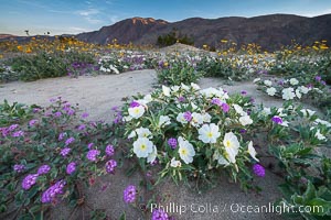 Dune evening primrose (white) and sand verbena (purple) mix in beautiful wildflower bouquets during the spring bloom in Anza-Borrego Desert State Park, Abronia villosa, Oenothera deltoides, Borrego Springs, California