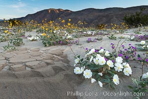 Dune evening primrose (white) and sand verbena (purple) mix in beautiful wildflower bouquets during the spring bloom in Anza-Borrego Desert State Park, Abronia villosa, Oenothera deltoides, Borrego Springs, California