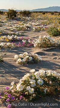 Dune evening primrose (white) and sand verbena (purple) mix in beautiful wildflower bouquets during the spring bloom in Anza-Borrego Desert State Park, Abronia villosa, Oenothera deltoides, Borrego Springs, California