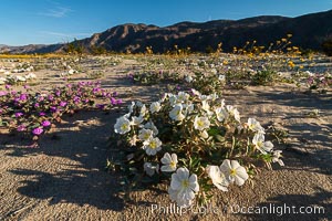 Dune evening primrose (white) and sand verbena (purple) mix in beautiful wildflower bouquets during the spring bloom in Anza-Borrego Desert State Park, Abronia villosa, Oenothera deltoides, Borrego Springs, California