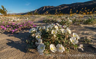 Dune evening primrose (white) and sand verbena (purple) mix in beautiful wildflower bouquets during the spring bloom in Anza-Borrego Desert State Park, Abronia villosa, Oenothera deltoides, Borrego Springs, California