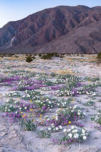 Dune evening primrose (white) and sand verbena (purple) mix in beautiful wildflower bouquets during the spring bloom in Anza-Borrego Desert State Park, Abronia villosa, Oenothera deltoides, Borrego Springs, California