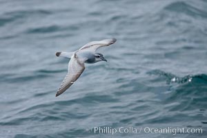 Prion in flight, Pachyptila, Scotia Sea