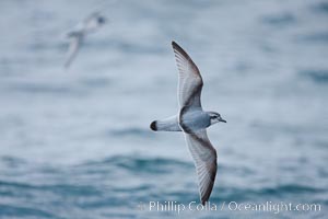 Prion in flight. Scotia Sea, Southern Ocean, Pachyptila, natural history stock photograph, photo id 24686