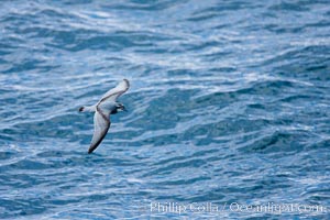 Prion in flight. Scotia Sea, Southern Ocean, Pachyptila, natural history stock photograph, photo id 24709
