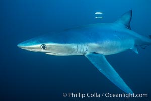 Blue shark underwater in the open ocean, Prionace glauca, San Diego, California