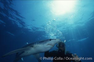 Blue shark, Prionace glauca, San Diego, California