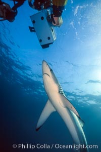 Blue shark and underwater cameraman, Prionace glauca, San Diego, California