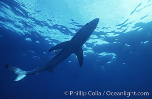 Blue shark, Prionace glauca, San Diego, California