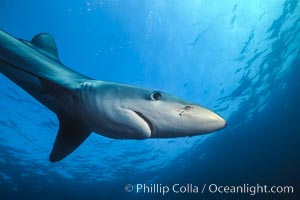 Blue shark underwater in the open ocean, Prionace glauca, San Diego, California