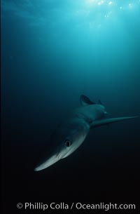 Blue shark, Prionace glauca, San Diego, California