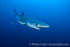 Blue shark underwater in the open ocean, Prionace glauca, San Diego, California