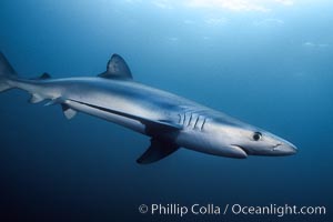 Image 00593, Blue shark underwater in the open ocean. San Diego, California, USA, Prionace glauca, Phillip Colla, all rights reserved worldwide. Keywords: animal, animalia, blue shark, california, carcharhinidae, carcharhiniformes, chondrichthyes, chordata, danger, elasmobranch, elasmobranchii, fear, glauca, great blue shark, jaws, marine, ocean, oceans, open ocean, outdoors, outside, pacific, pacific ocean, pelagic, predator, prionace, prionace glauca, requin bleu, risk, san diego, sea, shark, submarine, underwater, usa, vertebrata, wildlife.