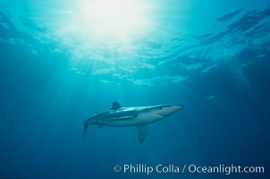 Blue shark, Prionace glauca, San Diego, California