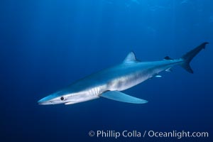 Blue shark underwater in the open ocean, Prionace glauca, San Diego, California