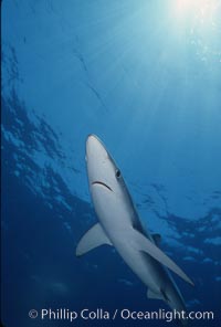 Blue shark. San Diego, California, USA, Prionace glauca, natural history stock photograph, photo id 01001