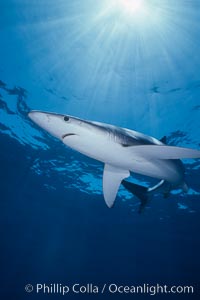 Blue shark underwater in the open ocean, Prionace glauca, San Diego, California