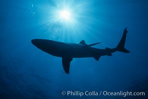 Blue shark underwater in the open ocean. San Diego, California, USA, Prionace glauca, natural history stock photograph, photo id 01003