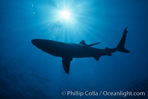 Blue shark underwater in the open ocean, Prionace glauca, San Diego, California