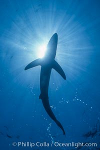 Blue shark underwater in the open ocean, Prionace glauca, San Diego, California