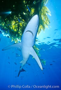 Blue shark underneath drift kelp, open ocean, Prionace glauca, San Diego, California