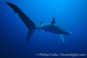 Blue shark underwater in the open ocean