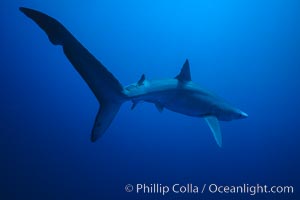 Blue shark underwater in the open ocean, Prionace glauca, San Diego, California