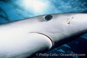 Blue shark showing ampullae of Lorenzini, eye and small portion of nictitating membrane, Prionace glauca, San Diego, California