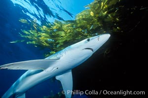 Blue shark and offshore drift kelp, Prionace glauca, San Diego.