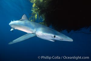 Blue shark and offshore drift kelp paddy, open ocean, Macrocystis pyrifera, Prionace glauca, San Diego, California