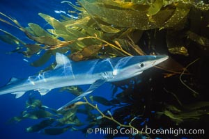 Blue shark and offshore drift kelp paddy, open ocean, Macrocystis pyrifera, Prionace glauca, San Diego, California