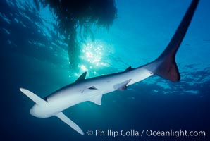 Blue shark. San Diego, California, USA, Prionace glauca, natural history stock photograph, photo id 01080