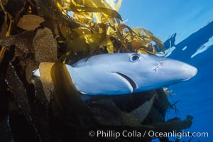 Blue shark underneath drift kelp, open ocean, Prionace glauca, Macrocystis pyrifera