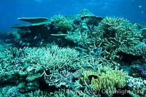 Pristine coral reef composed of many species of hard corals, 20' (7m) deep, Fiji, Wakaya Island, Lomaiviti Archipelago