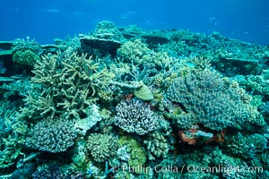 Pristine coral reef composed of many species of hard corals, 20' (7m) deep, Fiji, Wakaya Island, Lomaiviti Archipelago