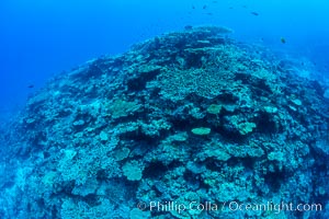 Pristine coral reef composed of many species of hard corals, 60' (20m) deep, Fiji, Wakaya Island, Lomaiviti Archipelago