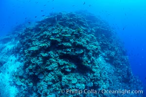 Pristine coral reef composed of many species of hard corals, 60' (20m) deep, Fiji, Wakaya Island, Lomaiviti Archipelago